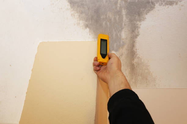 North Browning, MT Mold Removal Company