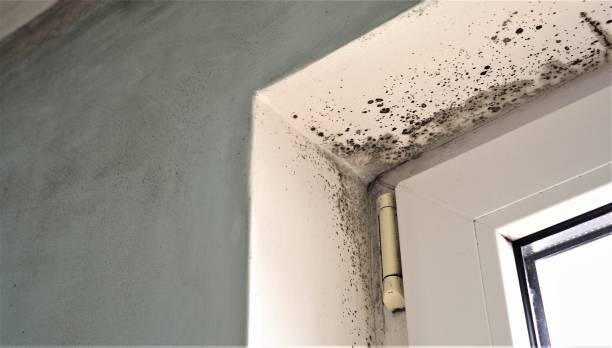 Best Dehumidification Services  in North Browning, MT